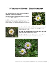 Pflanzensteckbrief-Gänseblümchen.pdf